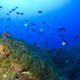 Algae beds like this one play a critical role in deep coral reef ecosystems.